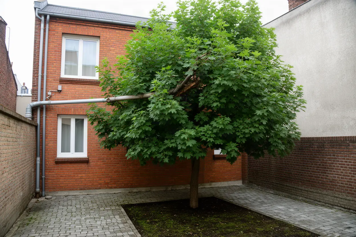 Érable dense avant taille sur cordes à Amiens